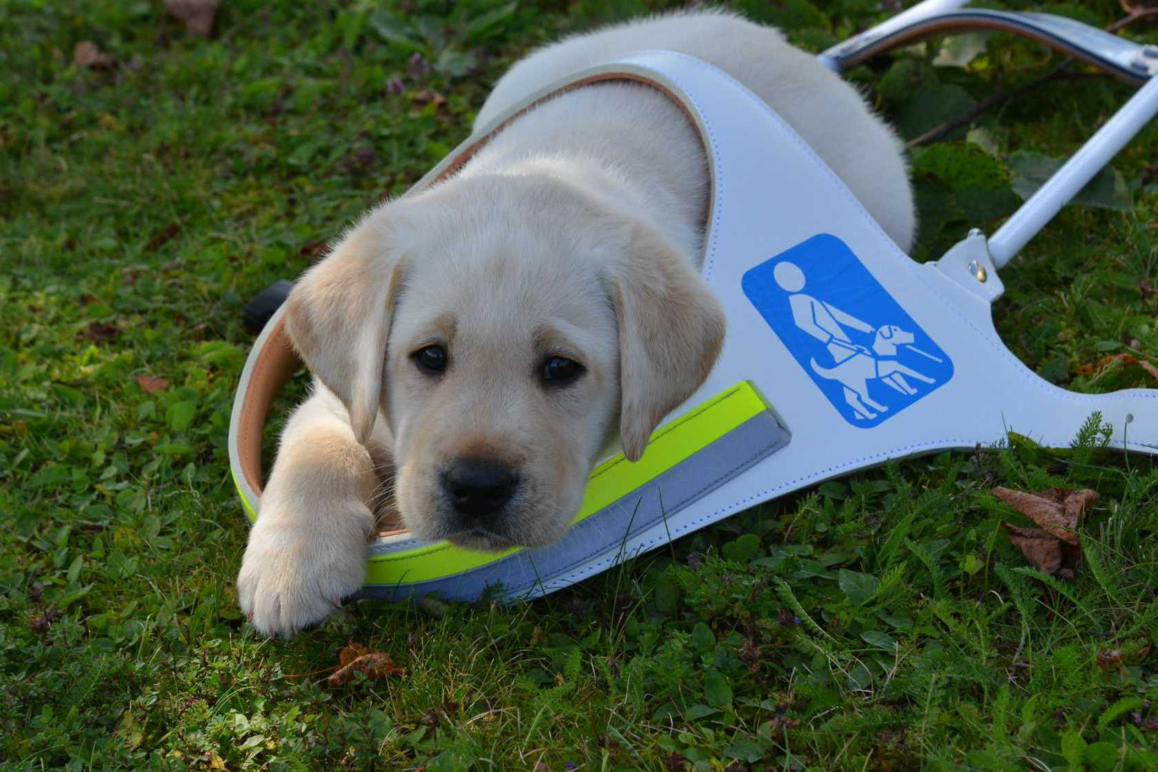 Centru pentru Dezvoltare Durabilă GreenTin